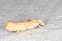 Ypsolopha alpella