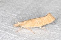 Ypsolopha alpella