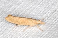 Ypsolopha alpella