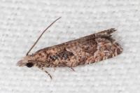Acroclita subsequana