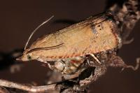 Cydia molybdana