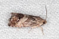 Cydia splendana