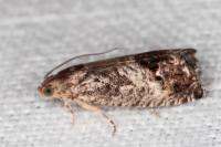 Cydia splendana