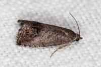 Cydia splendana