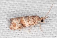 Lobesia botrana