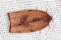 Cacoecimorpha pronubana