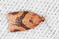 Clepsis consimilana