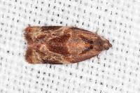 Ditula angustiorana