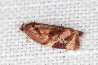Ditula angustiorana