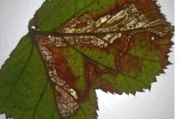 Stigmella aurella