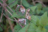 Stigmella aurella