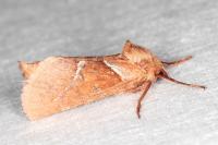Triodia sylvina