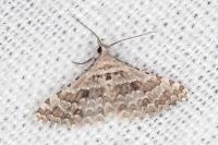 Alucita palodactyla