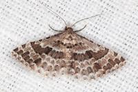 Alucita palodactyla