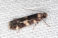 Oegoconia