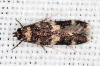 Oegoconia