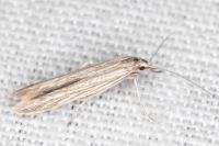 Coleophora texanella