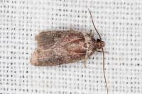 Agonopterix cnicella