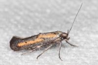 Ochromolopis ictella