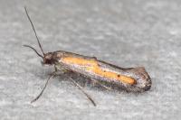 Ochromolopis ictella