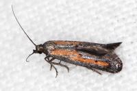 Ochromolopis ictella