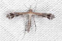 Stangeia siceliota