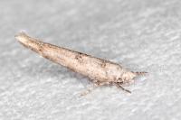 Zelleria oleastrella
