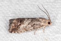 Cydia splendana