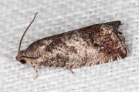 Cydia splendana