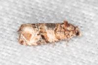 Lobesia botrana