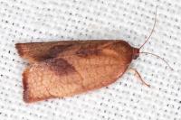 Cacoecimorpha pronubana