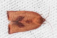 Cacoecimorpha pronubana
