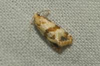 Phalonidia contractana