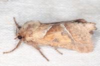 Triodia sylvina