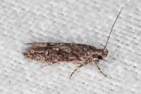 Neotelphusa cisti
