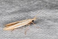 Coleophora bilineella