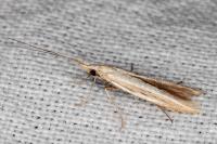 Coleophora bilineella