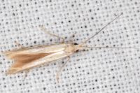 Coleophora bilineella