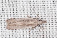 Dichomeris limbipunctella