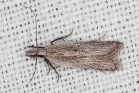 Dichomeris limbipunctella