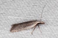 Dichomeris limbipunctella
