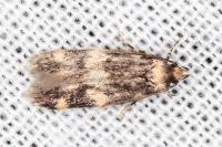 Oegoconia