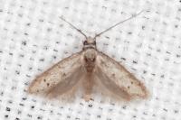 Symmocoides oxybiella