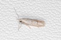 Symmocoides oxybiella
