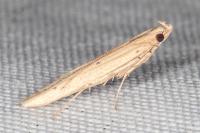 Batrachedra parvulipunctella