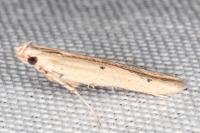 Batrachedra parvulipunctella