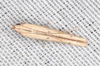 Batrachedra parvulipunctella