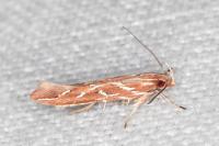 Pyroderces argyrogrammos