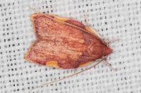 Carcina quercana