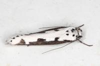 Ethmia bipunctella
